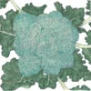 Organic Broccoli, Calabrese (1/4 Lb)
