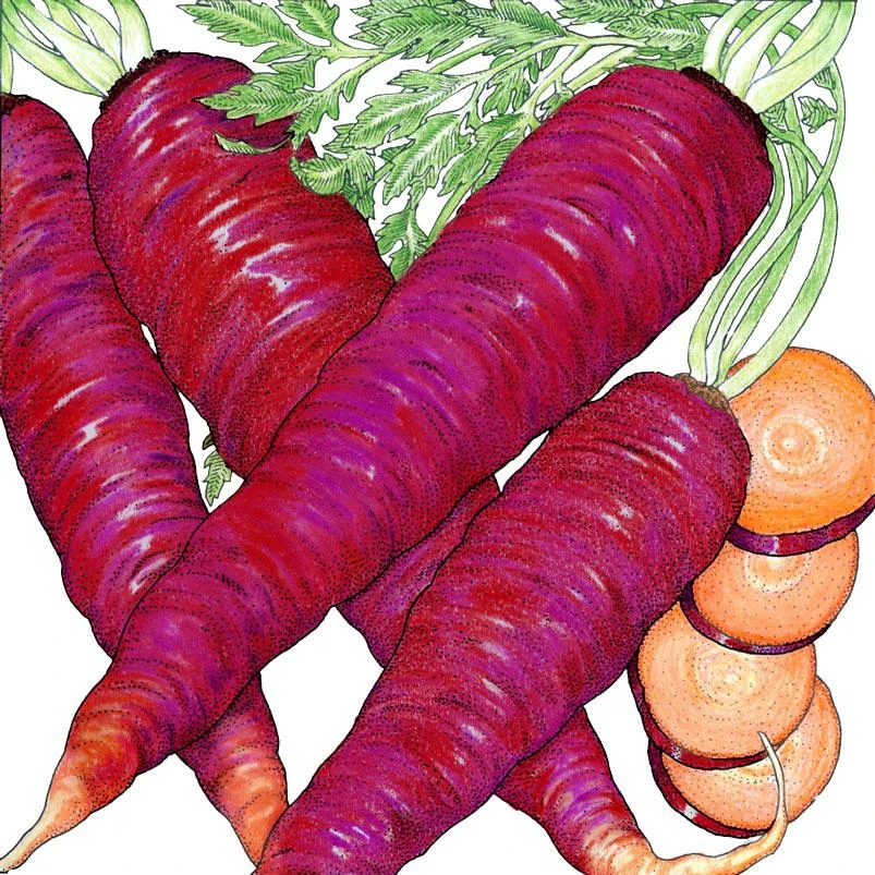 Organic Carrot, Cosmic Purple (1 Oz) 1 Organic Carrot, Cosmic Purple (1 Oz)