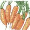 Organic Carrot, Little Finger (1 Oz)
