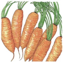 Organic Carrot, Little Finger (1 Oz)