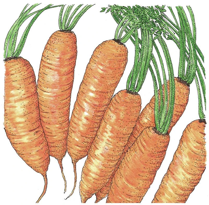 Organic Carrot, Little Finger (1 Oz) 1 Organic Carrot, Little Finger (1 Oz)