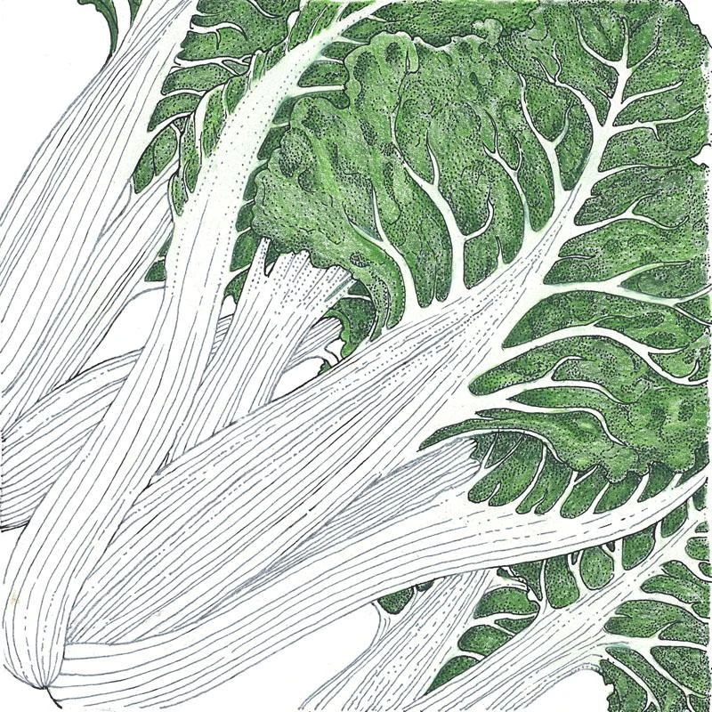 Organic Chard, Fordhook Giant (1/4 Lb) 1 Organic Chard, Fordhook Giant (1/4 Lb)