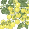 Organic Cherry Tomato, White (1 Oz)