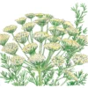 Organic Dill, Bouquet (1/4 Lb)