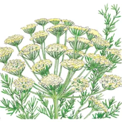 Organic Dill, Bouquet (1/4 Lb)