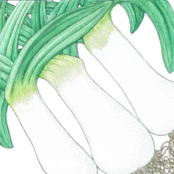 Organic Leek, American Flag (1 Oz)