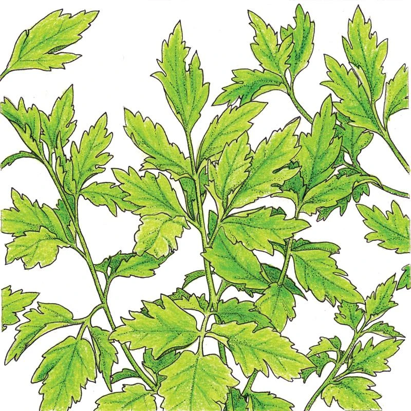 Organic Lovage (1 Oz) 1 Organic Lovage (1 Oz)
