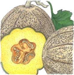 Organic Melon, Hearts Of Gold (1/4 Lb)