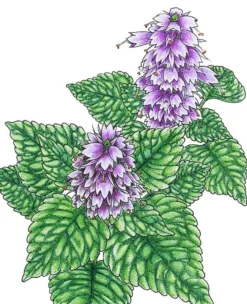 Organic Mint, Korean Licorice (1 Oz)