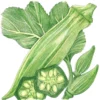 Organic Okra, Clemson Spineless 80 (1/4 Lb)