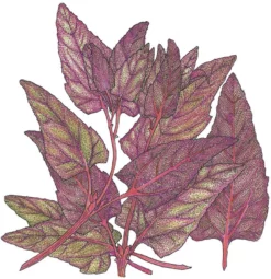 Organic Orach, Red (1 Oz)