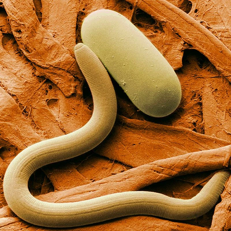 Organic Parasitic Nematodes, Heterohabditis Bacteriophora (Farm Size, 50 Million) 1 Organic Parasitic Nematodes, Heterohabditis Bacteriophora (Farm Size, 50 Million)