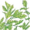 Organic Parsley, Italian (1/4 Lb)