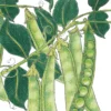 Organic Pea, Green Arrow (1/2 Lb)