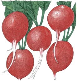 Organic Radish, Cherry Belle (1/4 Lb)