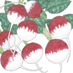 Organic Radish, Sparkler (1/4 Lb)