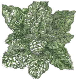 Organic Spinach, Bloomsdale (1/4 Lb)