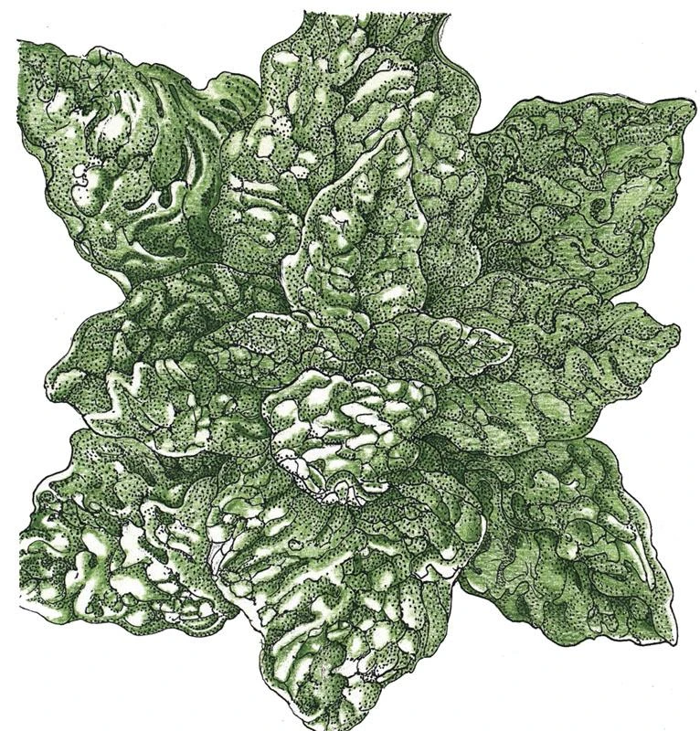 Organic Spinach, Bloomsdale (1/4 Lb) 1 Organic Spinach, Bloomsdale (1/4 Lb)