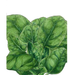 Organic Spinach, Verdil (1/4 Lb)