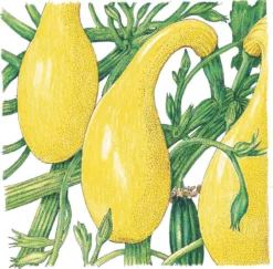 Organic Squash, Summer Early Crookneck (1/4 Lb)