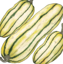 Organic Squash, Winter Delicata (1 Oz)