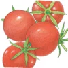 Organic Tomato, Burbank (1 Oz)
