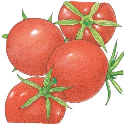 Organic Tomato, Burbank (1 Oz)