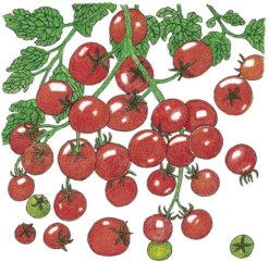 Organic Tomato, Sweetie (1 Oz)
