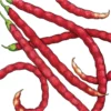 Organic Yard Long Red Pole Bean 1/2 Lb