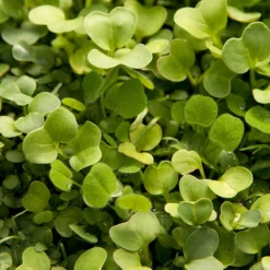 Peaceful Valley Good Bug Blend - Nitrocoated (lb) -Grow Organic Sales Shop pbe970 2 web