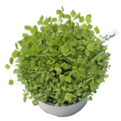 Peaceful Valley Low-Growing Good Bug Blend - Nitrocoated (lb) -Grow Organic Sales Shop pbe980 a