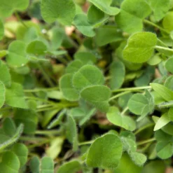 Peaceful Valley Low-Growing Good Bug Blend - Nitrocoated (lb) -Grow Organic Sales Shop pbe980 web