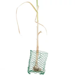 Root Guard Gopher Basket Mini (6/pk) 8 Root Guard Gopher Basket Mini (6/pk) -Grow Organic Sales Shop pbr500 a