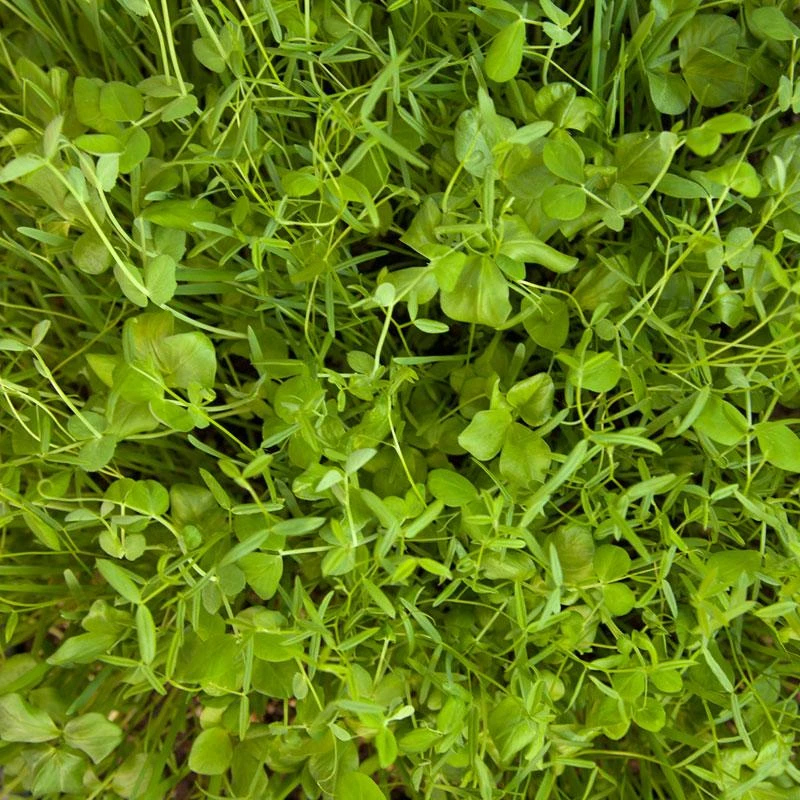 Peaceful Valley Budget Soil Builder Mix - Raw Seed (lb) 1 Peaceful Valley Budget Soil Builder Mix - Raw Seed (lb)