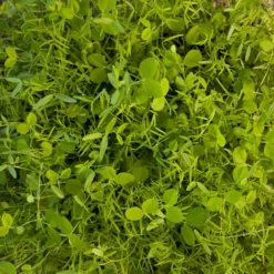 Peaceful Valley Cold Zone Soil Builder Mix - Raw Seed (lb)