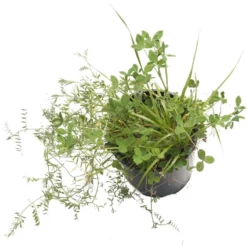 Peaceful Valley Dryland Wildlife Food & Habitat Mix - Nitrocoated Seed (lb)