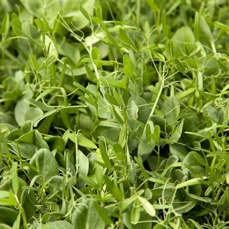 Peaceful Valley Nitro-Max Plow Down Mix Seed (lb) 1 Peaceful Valley Nitro-Max Plow Down Mix Seed (lb)