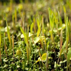 Peaceful Valley Omega-3 Chicken Forage Blend For Irrigated Land - Nitrocoated Seed (lb)