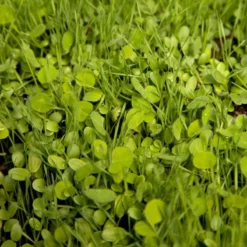 Peaceful Valley Sierra Foothill Dryland Mix - Nitrocoated Seed (lb)