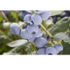 Organic Blueberry Pearl (Ea)