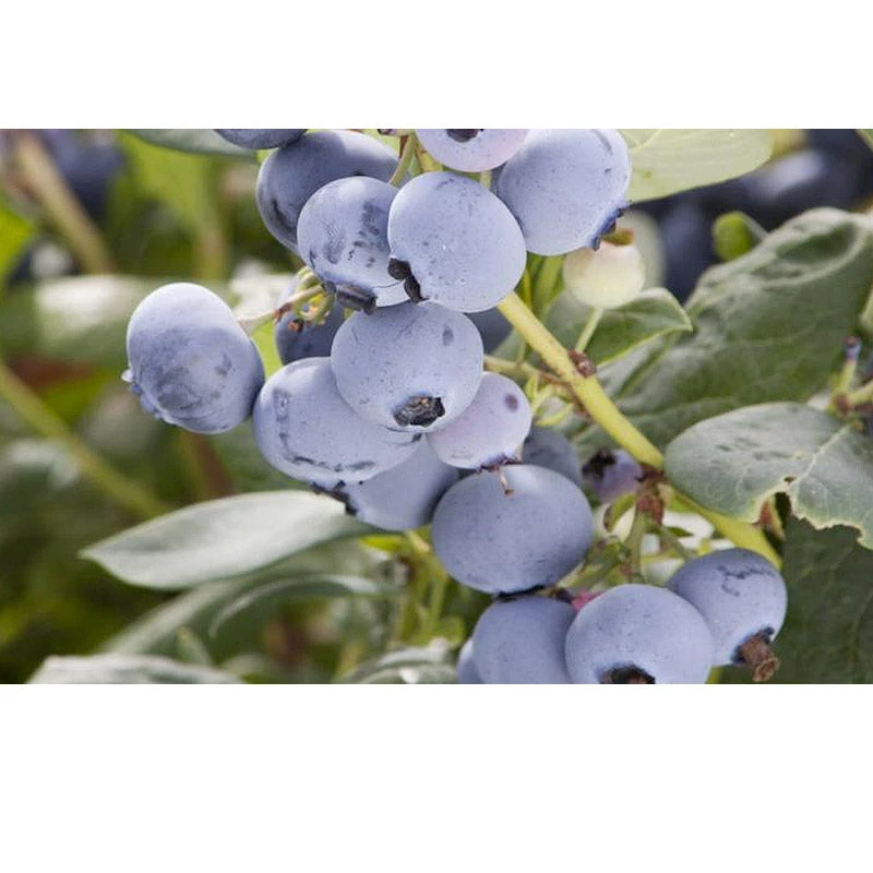 Organic Blueberry Pearl (Ea) 1 Organic Blueberry Pearl (Ea)