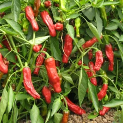 Shishito Pepper Seeds (Organic) -Grow Organic Sales Shop pepper shishito 1 web