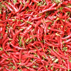 Hot Cayenne Slim Pepper Seeds (Organic) -Grow Organic Sales Shop pepper solero hot ring o fire cayenn 1