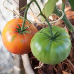 Brandywine Pink Tomato Seeds (Organic) -Grow Organic Sales Shop pink brandywine 3