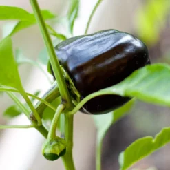 Purple Beauty Sweet Pepper Seeds (Organic) -Grow Organic Sales Shop purple beauty