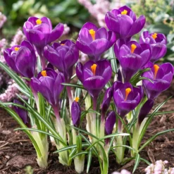 Bee Bulb Collection - Purple (Pack Of 50) -Grow Organic Sales Shop purple crocus