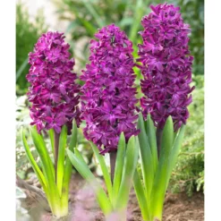 Bee Bulb Collection - Purple (Pack Of 50) -Grow Organic Sales Shop purple hyacinthus