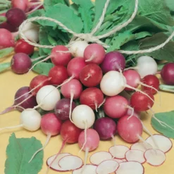 Easter Egg Mix Radish Seeds (Organic) -Grow Organic Sales Shop radish easter egg