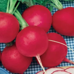 German Giant Radish Seeds (Organic) -Grow Organic Sales Shop radish german giant