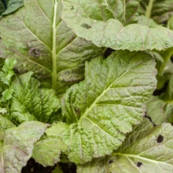 Mustard Giant Red Greens Seeds (Organic) -Grow Organic Sales Shop red mustard 1 3 4